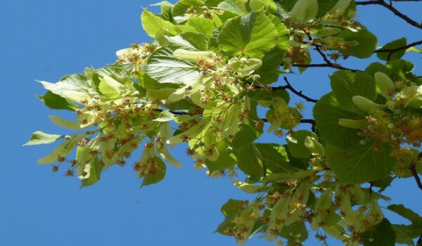 Infusión de Valeriana: Remedio Natural para Dormir