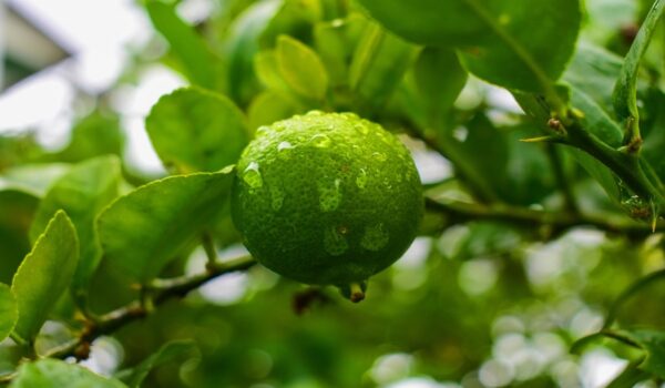 Infusión de limón: propiedades, beneficios y cómo tomarla correctamente