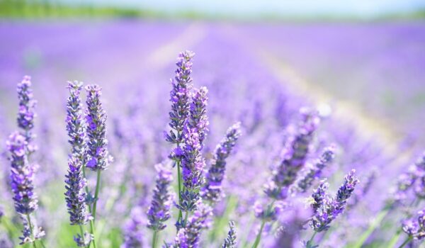 Infusión de lavanda: cómo ayuda a la ansiedad y cómo prepararla correctamente