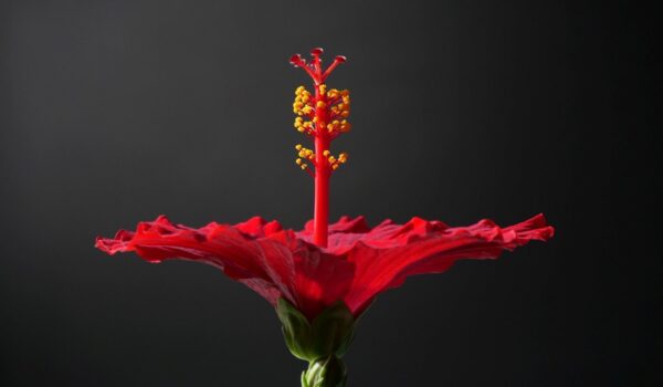 Infusión de Hibisco (Flor de Jamaica): Beneficios y Usos